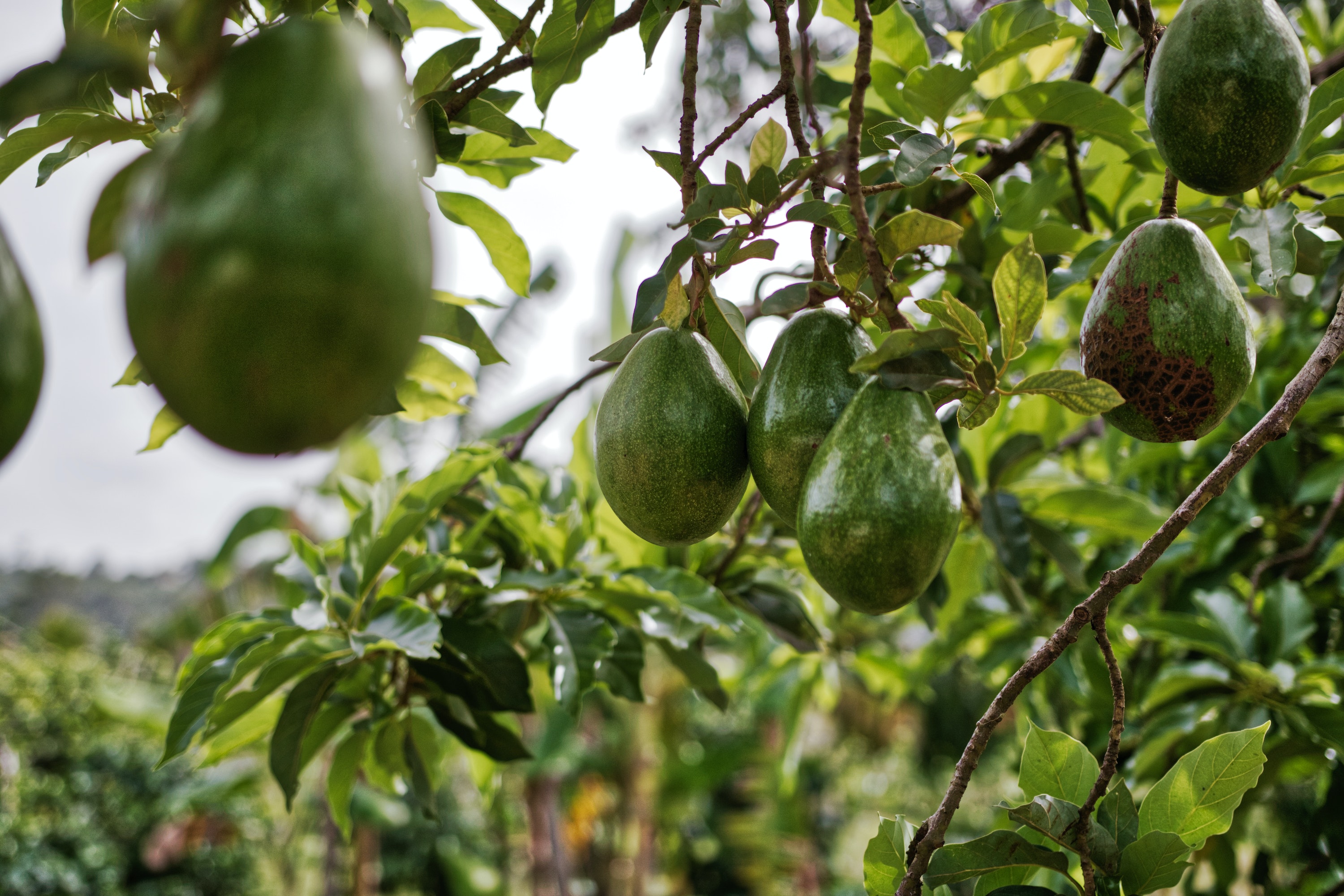 Tu planta de aguacate merece FERTISQUISA