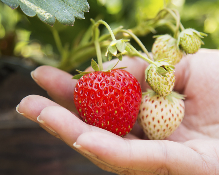 México se ha posicionado como uno de los países con mayor producción de fresa destinada al extranjero. 