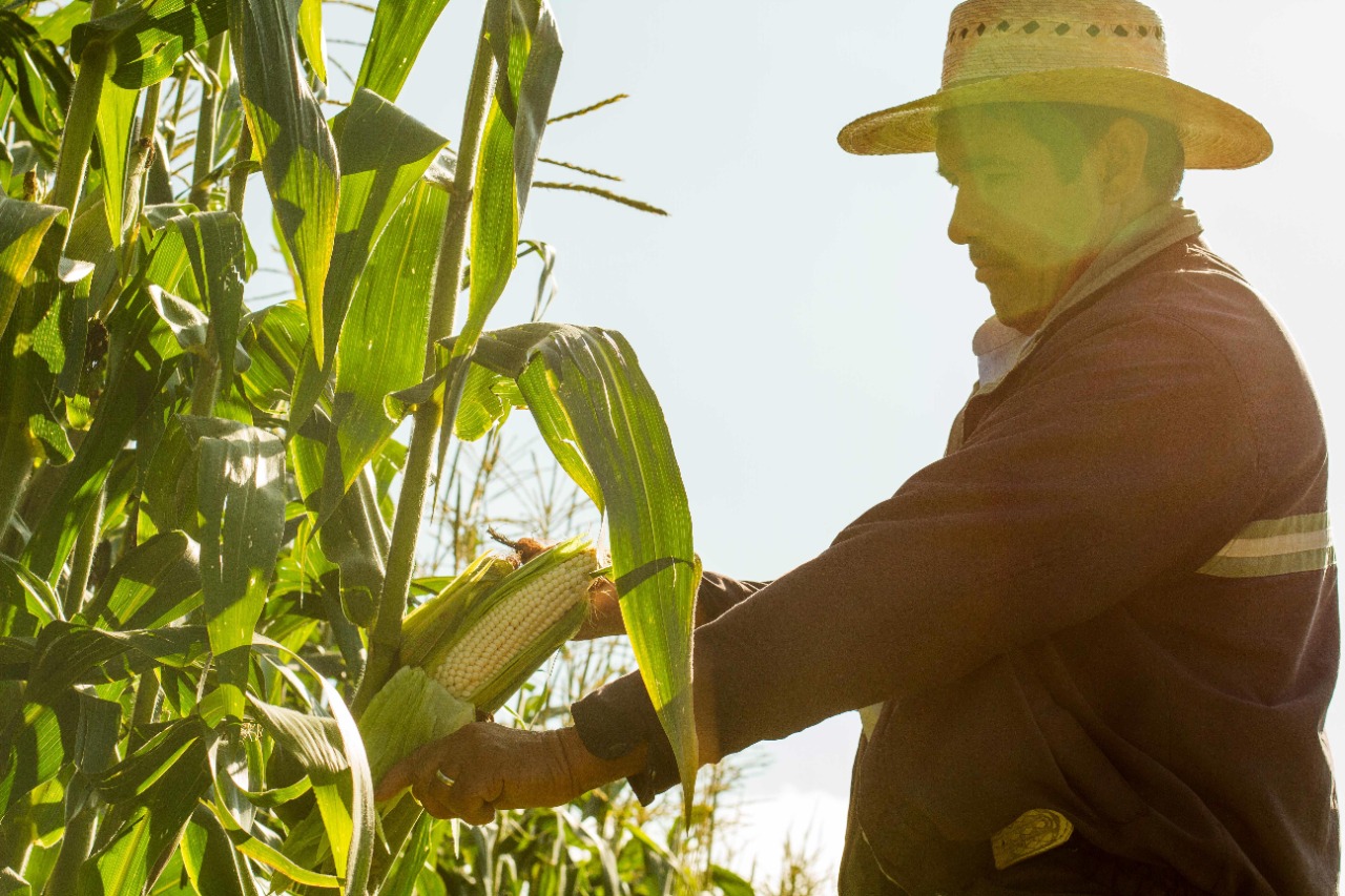 Día Nacional del Maíz: el grano que alimenta al Mundo